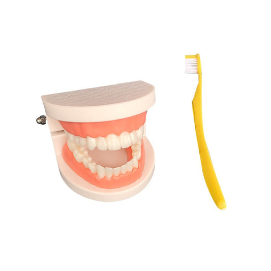 Montessori-Inspired Dental Anatomy Model